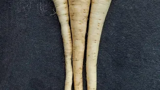 Both Root Vegetables Are Nutritious but Their Benefits Differ