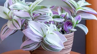 Plants Can Brighten Homes But Research Urges Realistic Expectations