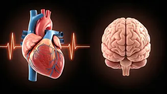 Heart Health & Brain: A Crucial Connection