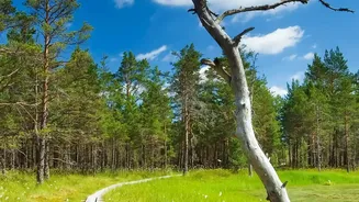 The Most Photogenic Hiking Routes In Sweden Perfect For European Summer Adventures