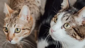 Apartment Cats Need Routes to Retreat from Visitors and Noise