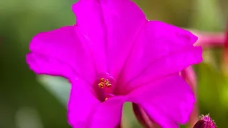 Rare Neelakurinji Flowers Return To Munnar In A Major 2026 Bloom: The Key Facts Explained