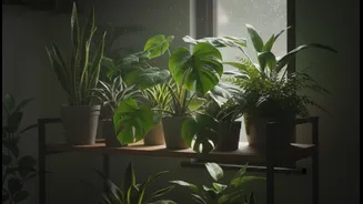 Rainy Season Houseplants Every Beginner Should Try