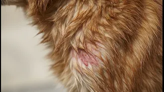 How Community Pet Forums Spread Awareness Tracking Wet-Coat Proliferations Across Indian Metros
