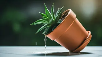 Tilted Pots Are Small But Plant-Saving Moves