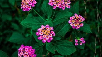 Rare Neelakurinji Flowers Return To Munnar In A Major 2026 Bloom: Breaking Down The Main Development