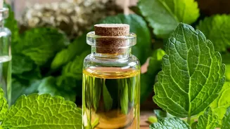 Zero waste herb oil infusions repurpose leftover coriander and mint stems easily