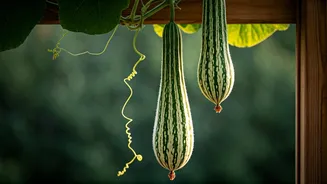 Snake Gourd Brings Drama To Balcony Trellises