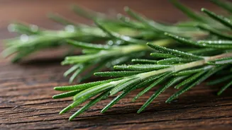 Rosemary Oil: Can It Help Hair Regrowth?