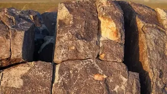 38-Million-Year-Old Marine Fossils Found In Ladakh: Understanding Subathu Marine Link Without The Hype