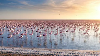 Rann of Kutch Blooms Pink: A Flamingo Migration Mystery Unveiled