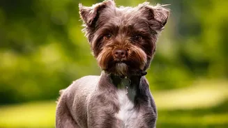 Wet Fur And Humidity Are Making Regular Grooming More Important For Monsoon Pet Care