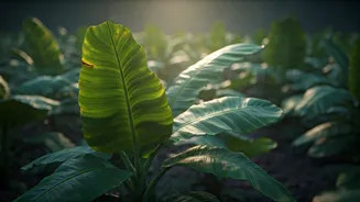 Cavendish Banana's Looming Extinction: Understanding the Threat and Potential Solutions