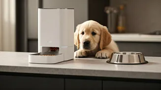 Smart Automated Feeders Help Hybrid Working Professionals Monitor Furry Friends