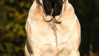 Why large dogs age faster: DNA study