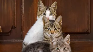 International Cat Day Encourages Owners to Check Door-Opening Habits