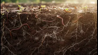 Soil Health Has Entered The Climate Chat