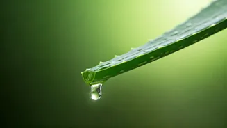 Unveiling the Power of Aloe Vera: Natural Elixir for Hair Growth and Scalp Health