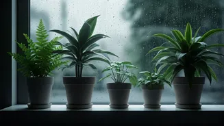 Protect Indoor Plants From Heavy Monsoon Downpours Now