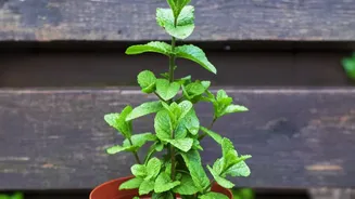 Rainy Season Herb Gardening Made Easy With These Shade-Tolerant Balcony Plants