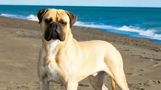 Inside DNA Study On Why Large Dogs Age Faster: Researchers Studied Hundreds Of Dogs Across Many Breeds