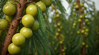 From Hills to Harvest: Dehradun Sisters Cultivate Success with Organic Amla Farm