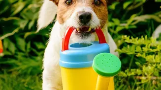 Regular Toy Rotation Can Make Familiar Indoor Activities More Interesting For Dogs And Cats