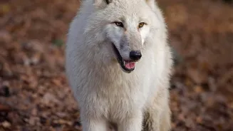 A 58% Wolf Increase Draws Visitors to Europe's Remote Landscapes