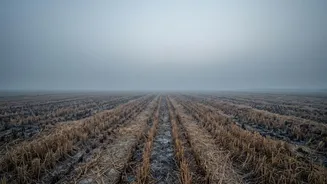 Crop Smoke After Monsoon: New Research Explains Its Effect On Air Quality