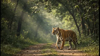 Tiger Parks May Still Offer Buffer Drives