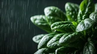 Doctors Are Warning Against Risky Rainy-Season Foods