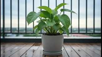 A Quick Post-Rain Check Can Protect Balcony Plants From Waterlogging