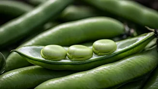 Plant Protein Fans Should Watch Fava Beans Closely