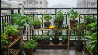Monsoon Balcony Micro-Gardens Makes a Strong Case for Better Understanding of Greens, Gourds, Chillies and Herbs