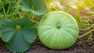 Effortless Ash Gourd Cultivation: Your Ultimate Home Growing Guide