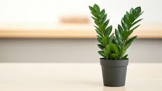 ZZ Plants Emerge As The Choice Housewarming Gift For Renters