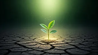 Certificates Are Fine, But Growth Is Better