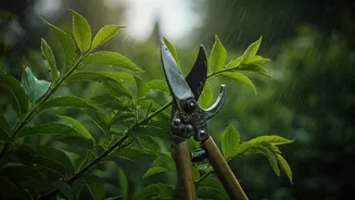 Plant Parents Should Trim Before Rains Arrive
