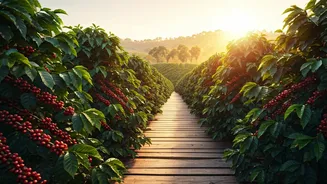 Coffee Estates Become Travel Hotspots