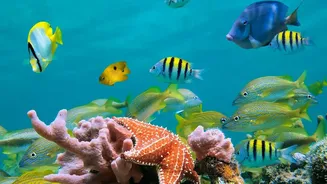 Lakshadweep Sustainable Tourism Framework Safeguards Fragile Marine Life And Coral Reef Formations