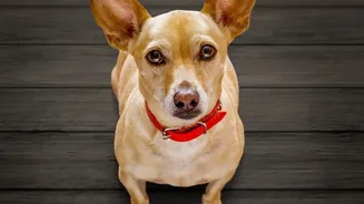 How to Clean Floors without Exposing Pets to Wet Products