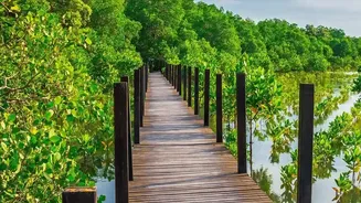 Monsoon Trips Work Better with Forest Walks or Wetland Alternatives