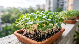 Grow easy microgreens on your balcony