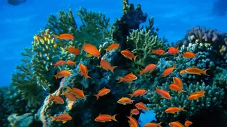 Lakshadweep Protects Coral Habitats Through Sustainable Travel Rules For Divers And Island Visitors