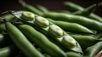 Plant Protein Gets A New Hero In Fava Beans