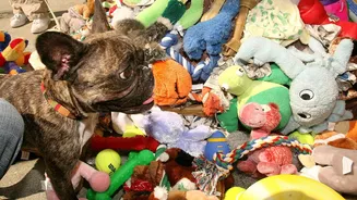 Fixação por brinquedos pode se parecer com um vício em alguns cães, diz estudo