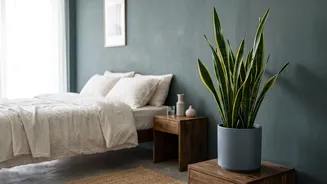 Top low-maintenance indoor air-purifying house plants like Snake Plants and Peace Lilies for small bedrooms