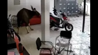 Wild Buffalo Crashes Into Hero Bike Showroom In Kerala: ‘Glass Scattered Everywhere’ | Video