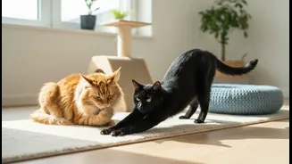 How to achieve multi-cat harmony in single-room apartments using expert behavioral adjustments