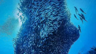 What The New Ocean Iron Study Shows About Marine Food-Web Effects